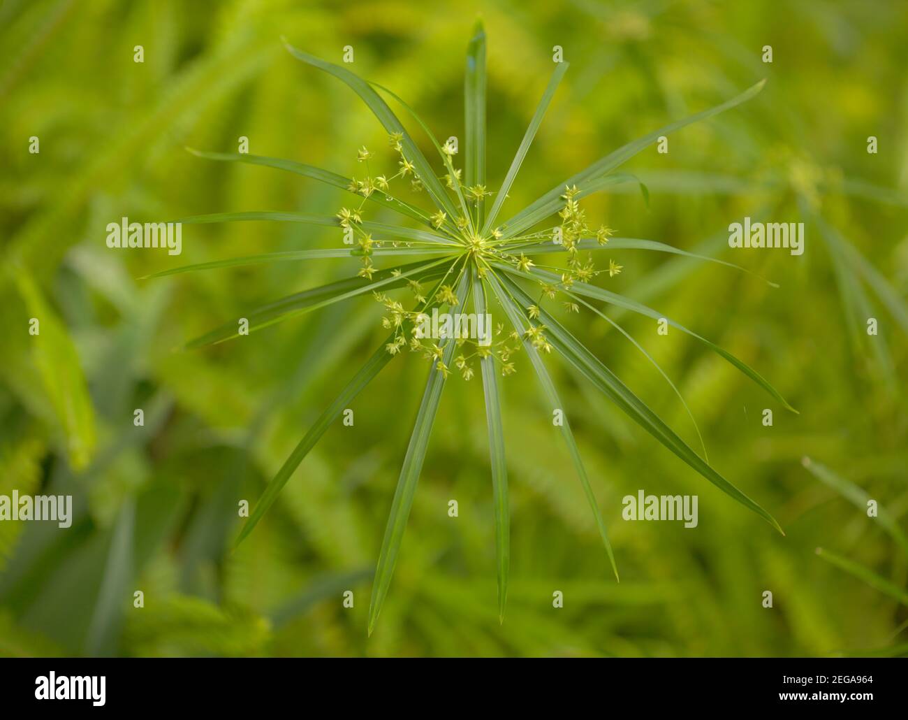 papyrus sedge radial green leaves natural macro floral background Stock Photo