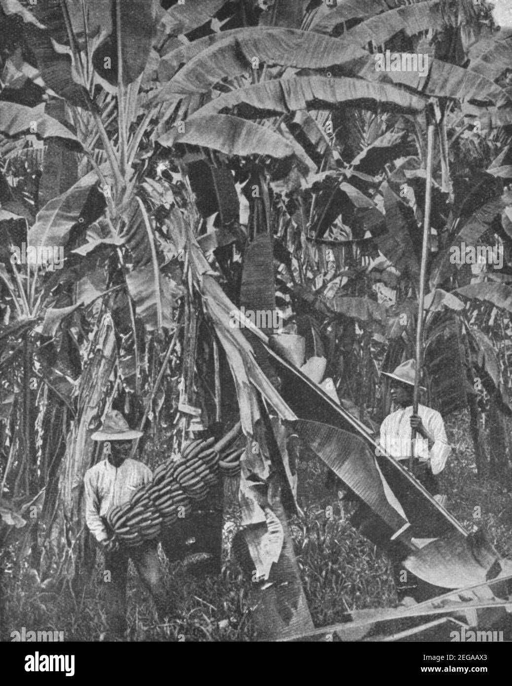 Early 20th century agricultural workers hi-res stock photography and ...