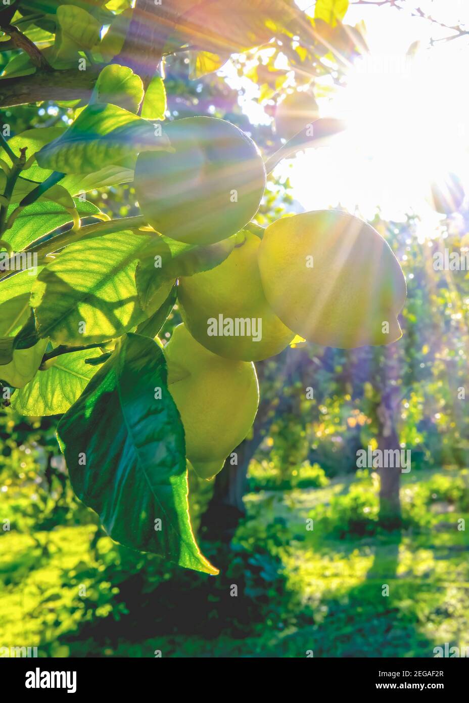 mediterranean lemon grove backdrop, backlight with sun flare by the ...