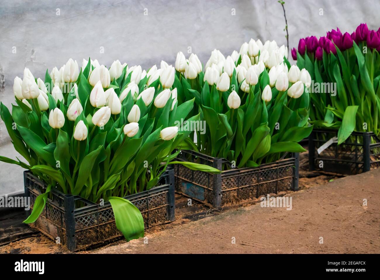White tulips in growing boxes. Selling plants in flower shop. Gardening