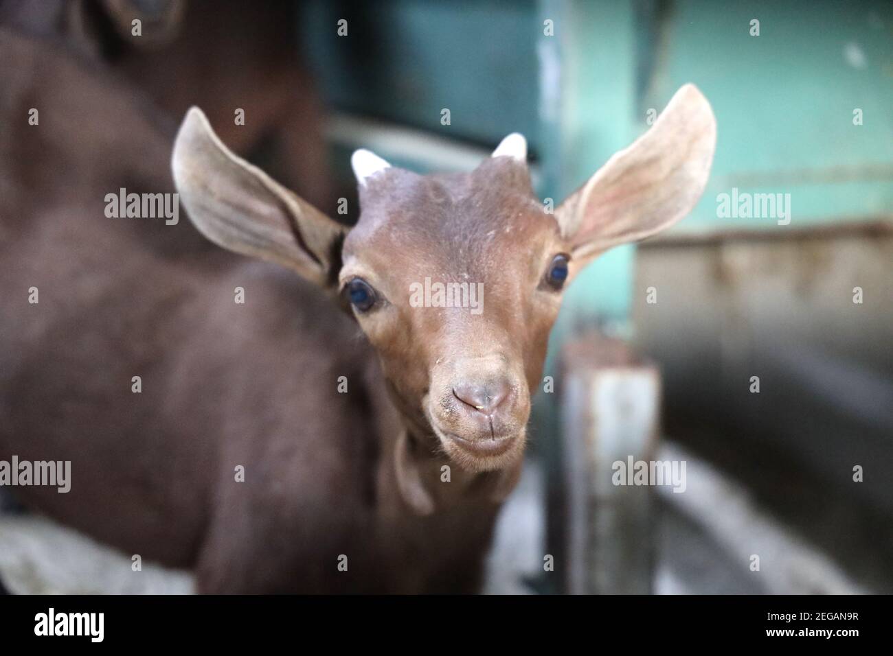 kids. Husbandry of small goatscabras in a dairy in Los Rosales