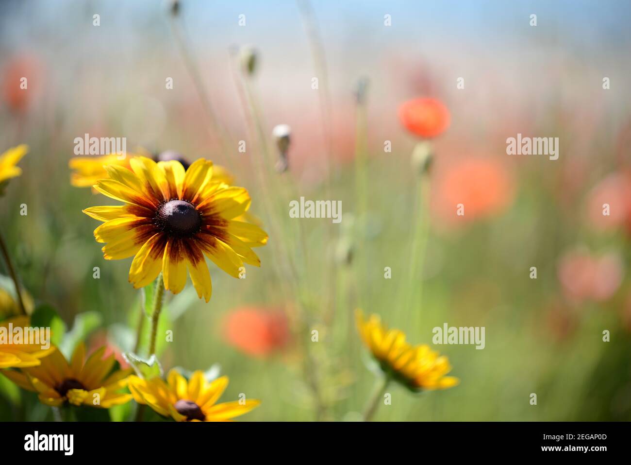 Ontario wildflowers hi-res stock photography and images - Alamy