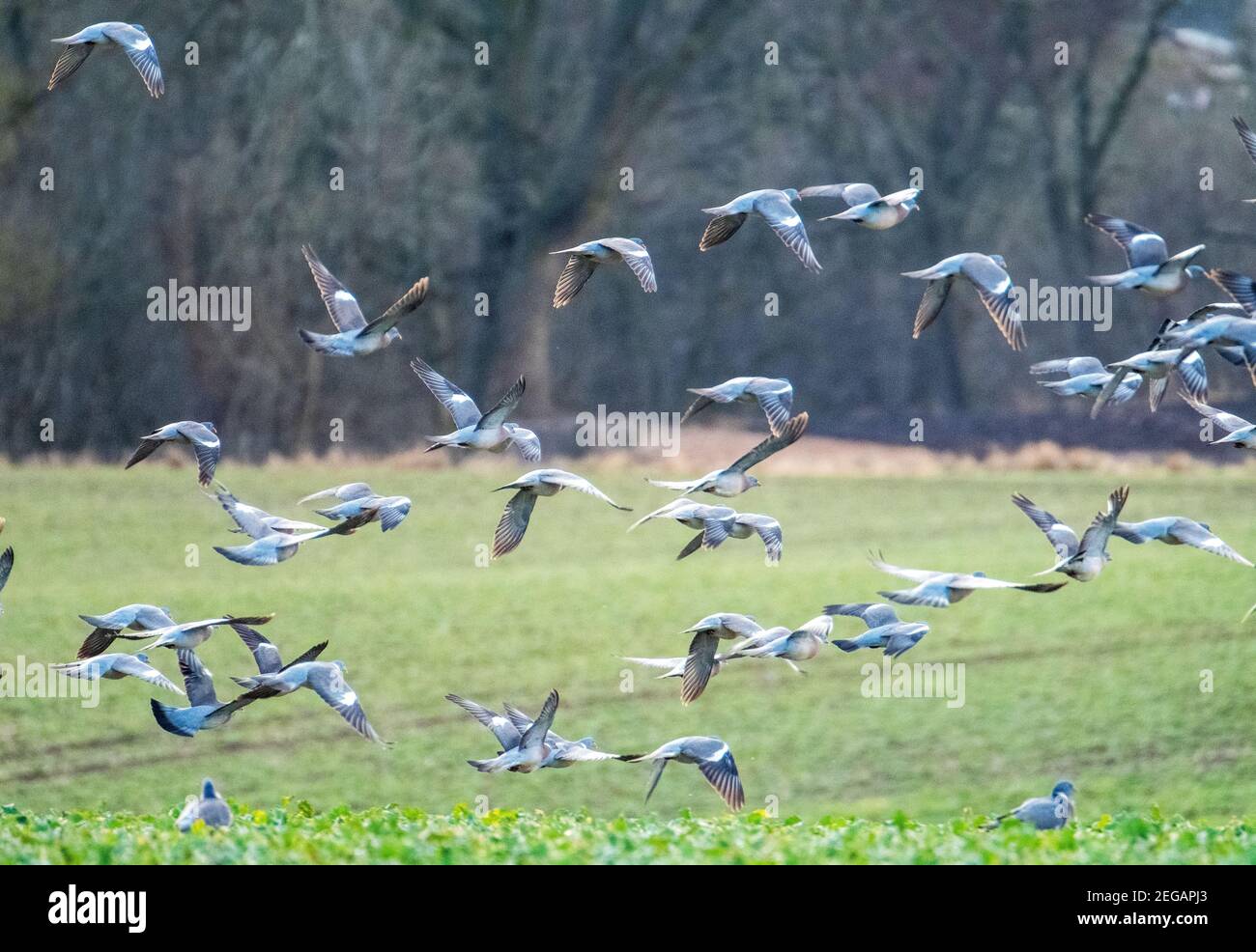 Woodpigeon Columba palumbus flock taking flight from arable field, West Lothian, Scotland, February. Stock Photo