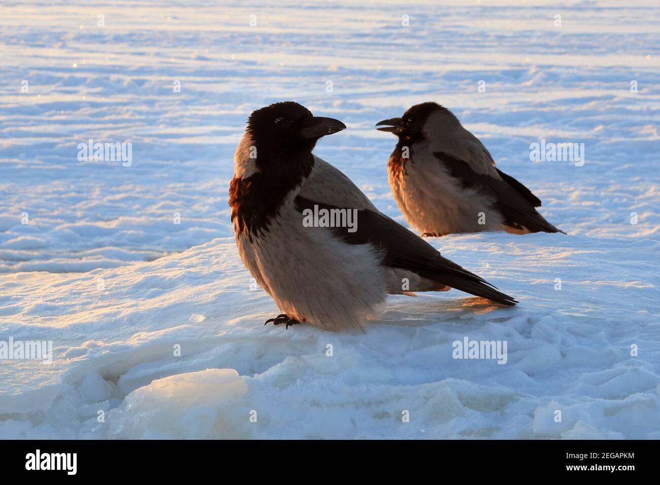 Two Hooded crows, corvus cornix, perched on ice covered sea on a cold February morning. In cold weather, crows have frost on their 'eyebrows'. Stock Photo