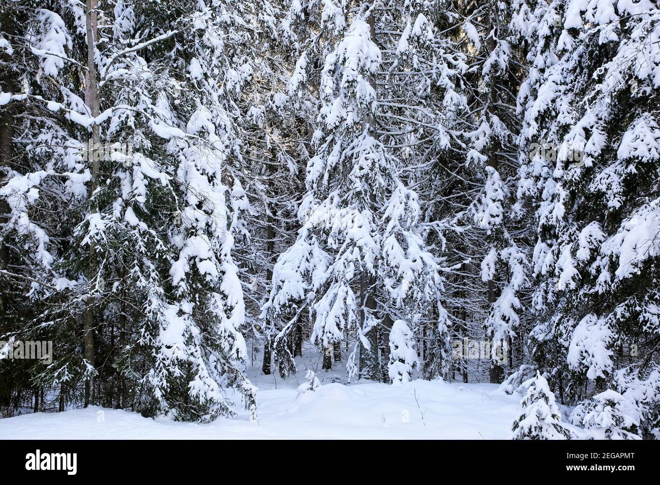 Snow covered spruce trees, Picea abies, in rural South of Finland on a cold day of February. 2021. Stock Photo