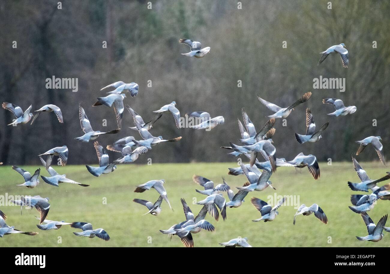 Woodpigeon Columba palumbus flock taking flight from arable field, West Lothian, Scotland, February. Stock Photo