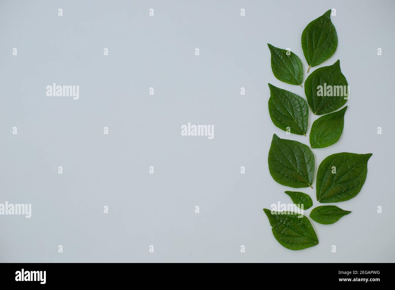 Beautiful green leaves isolated on white background Stock Photo - Alamy