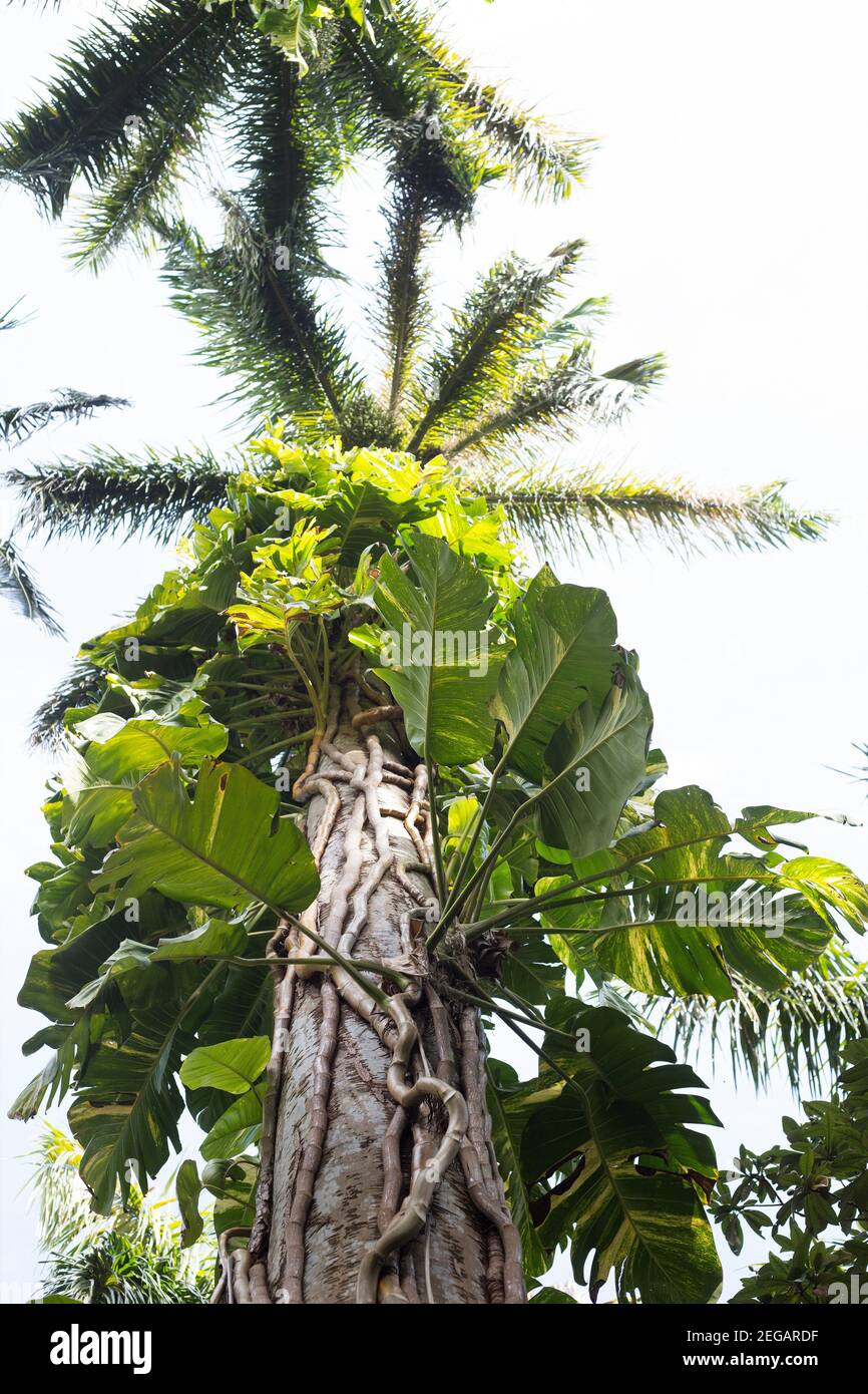 Roystonea regia Cuban royal palm tree Stock Photo Alamy