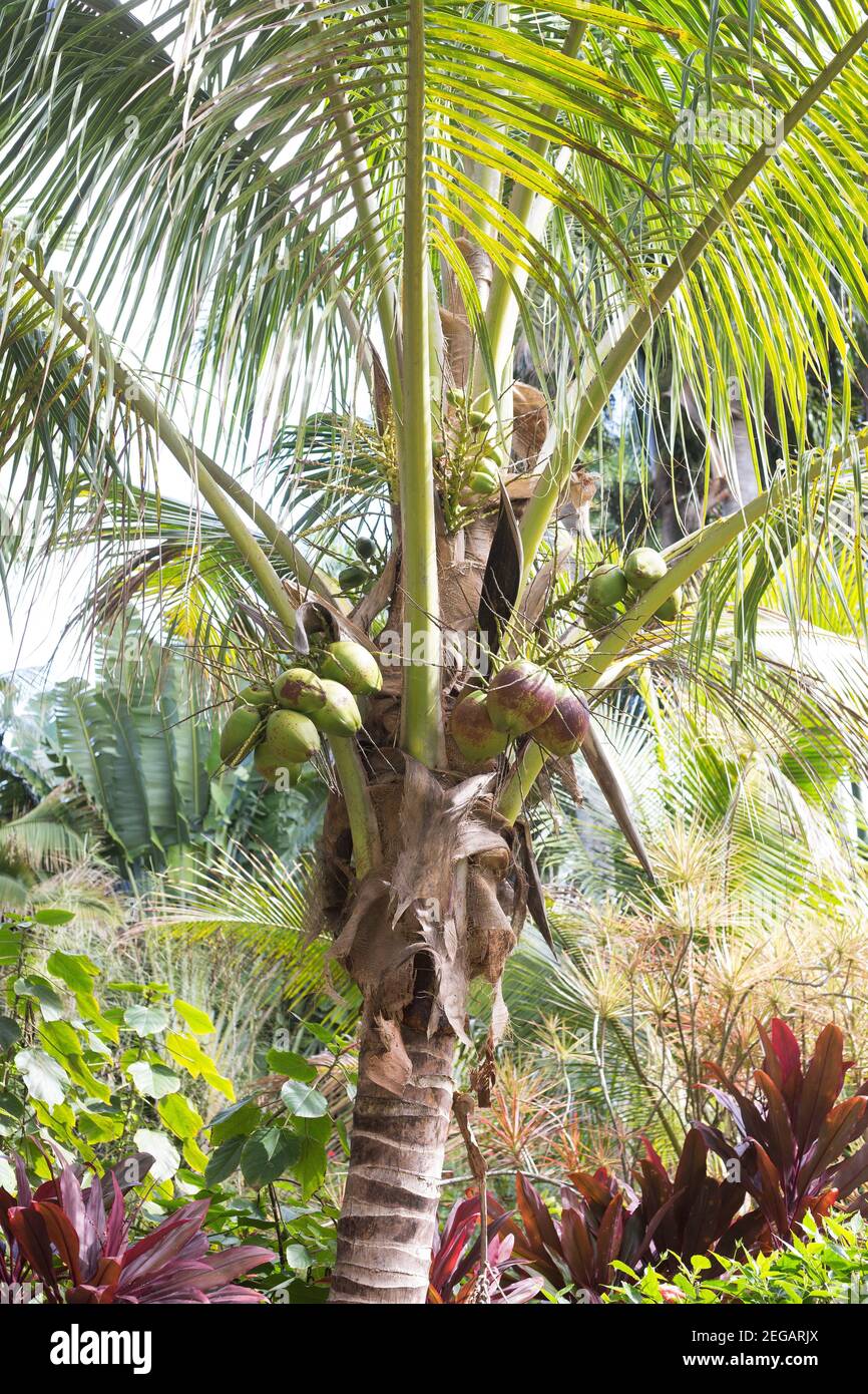 Cocos nucifera - coconut palm tree Stock Photo - Alamy