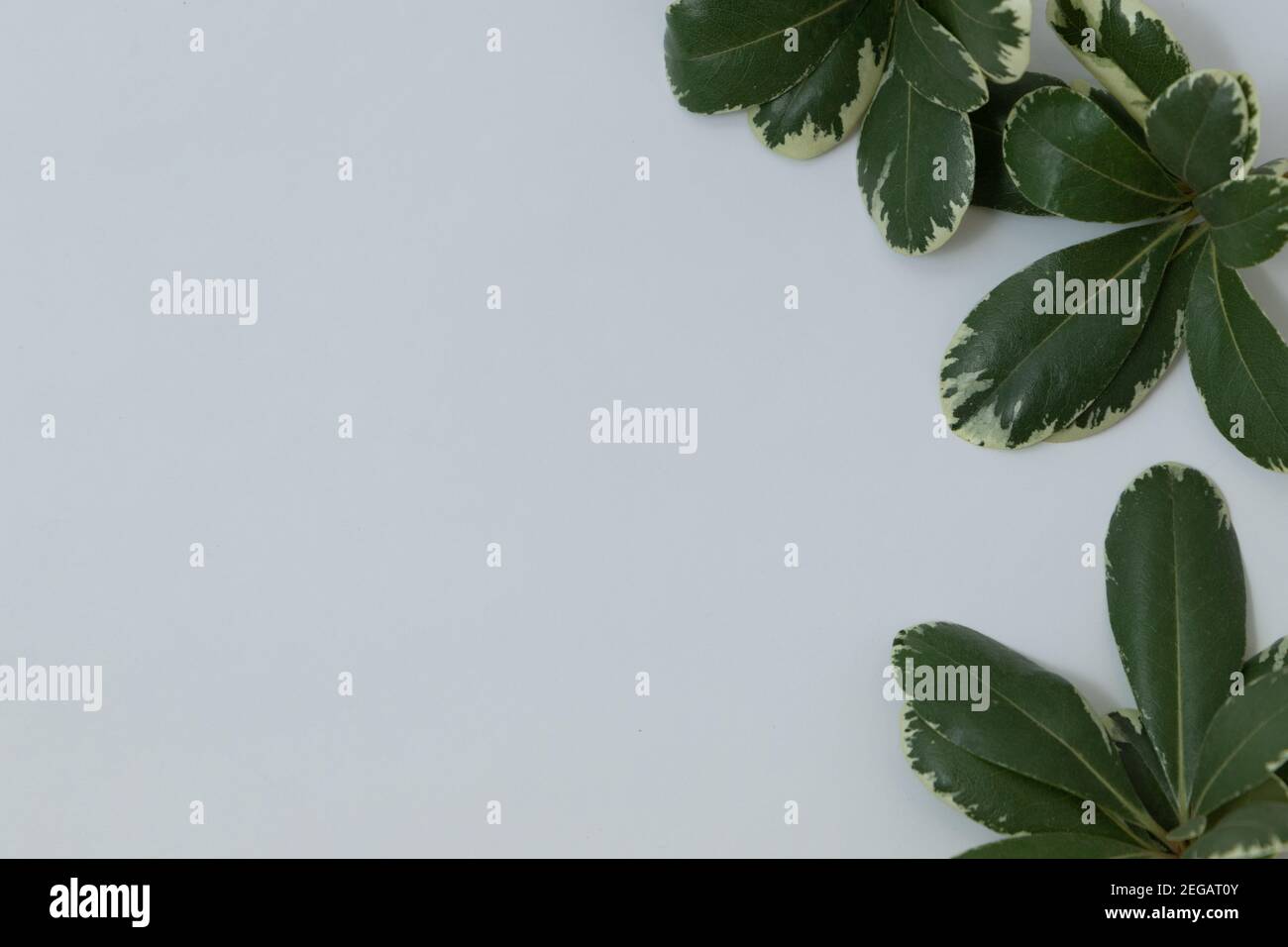 Beautiful green leaves isolated on white background Stock Photo - Alamy