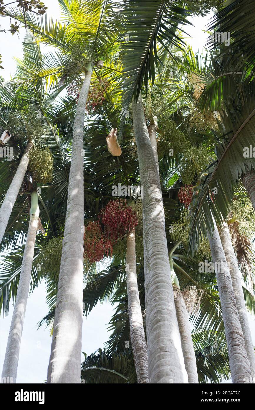 Alexander Palm High Resolution Stock Photography And Images Alamy