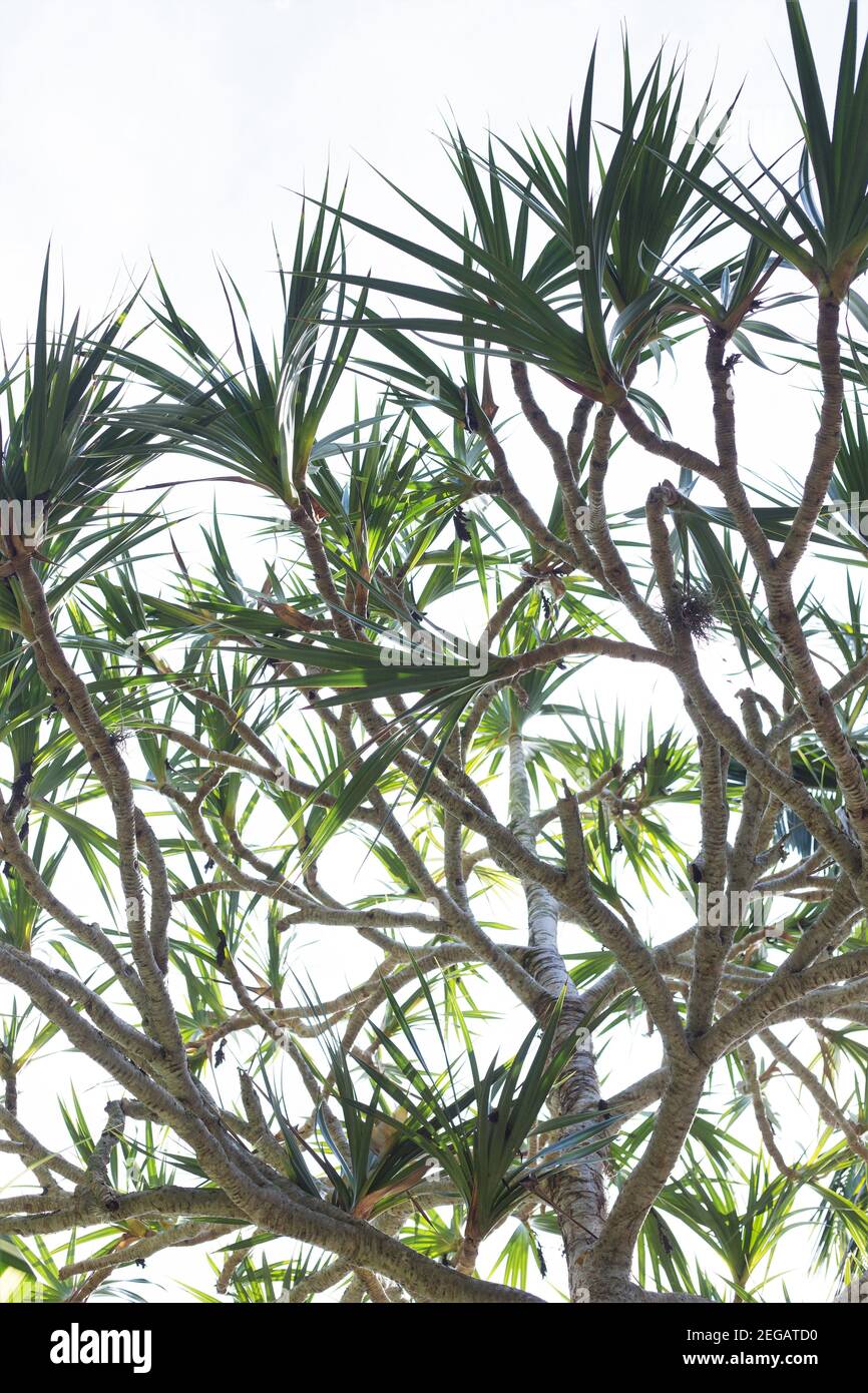 Pandanus utilis screw pine Stock Photo Alamy