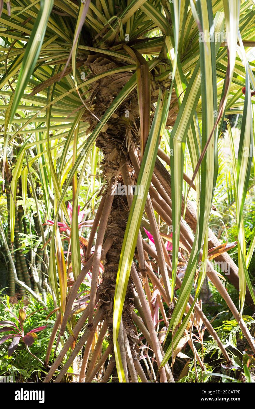 Pandanus sanderi variegated screw pine Stock Photo Alamy