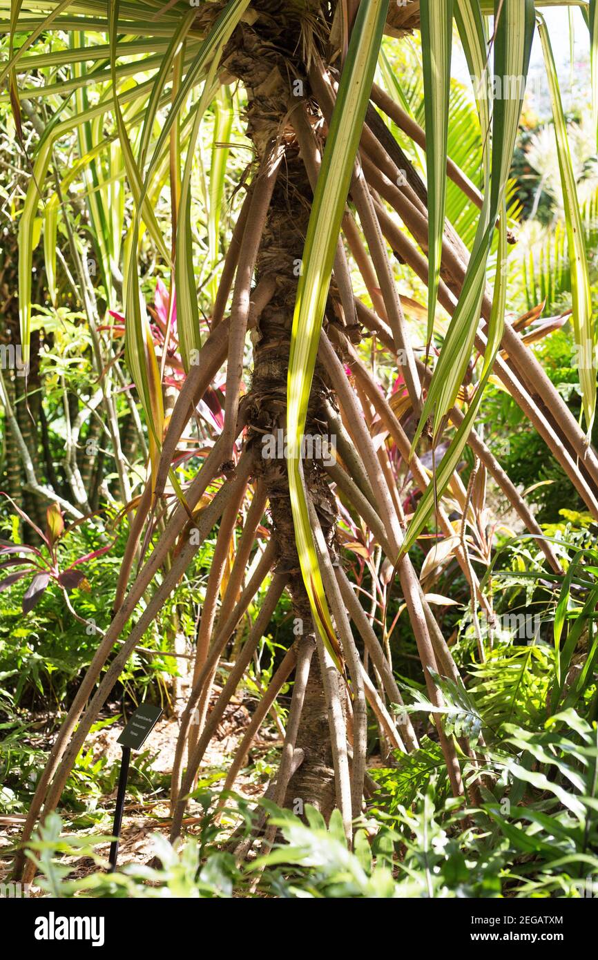 Pandanus sanderi hi-res stock photography and images - Alamy