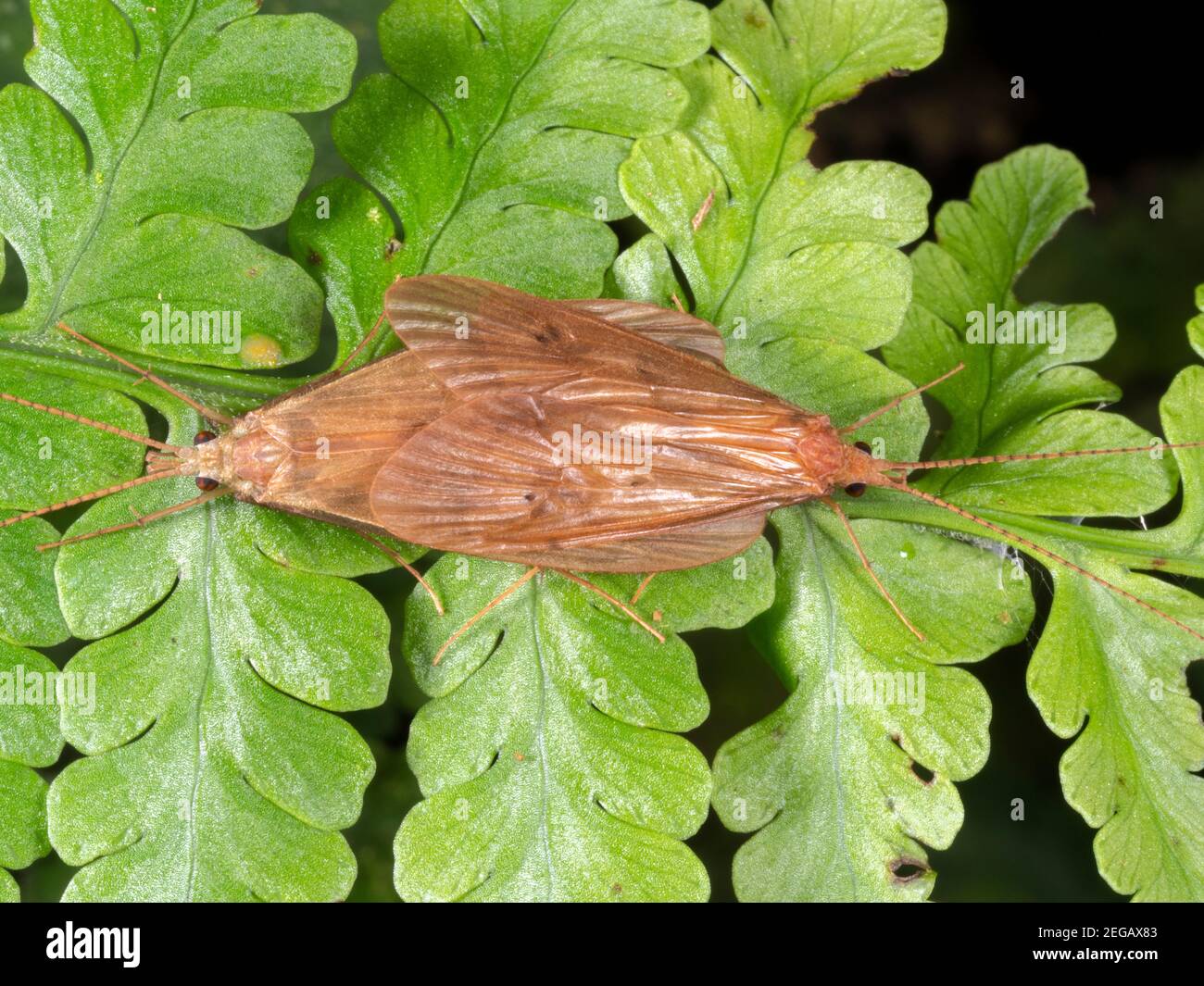 Caddis flies (Trichoptera) mating at night in montane rainforest near Cosanga, Ecuador Stock Photo