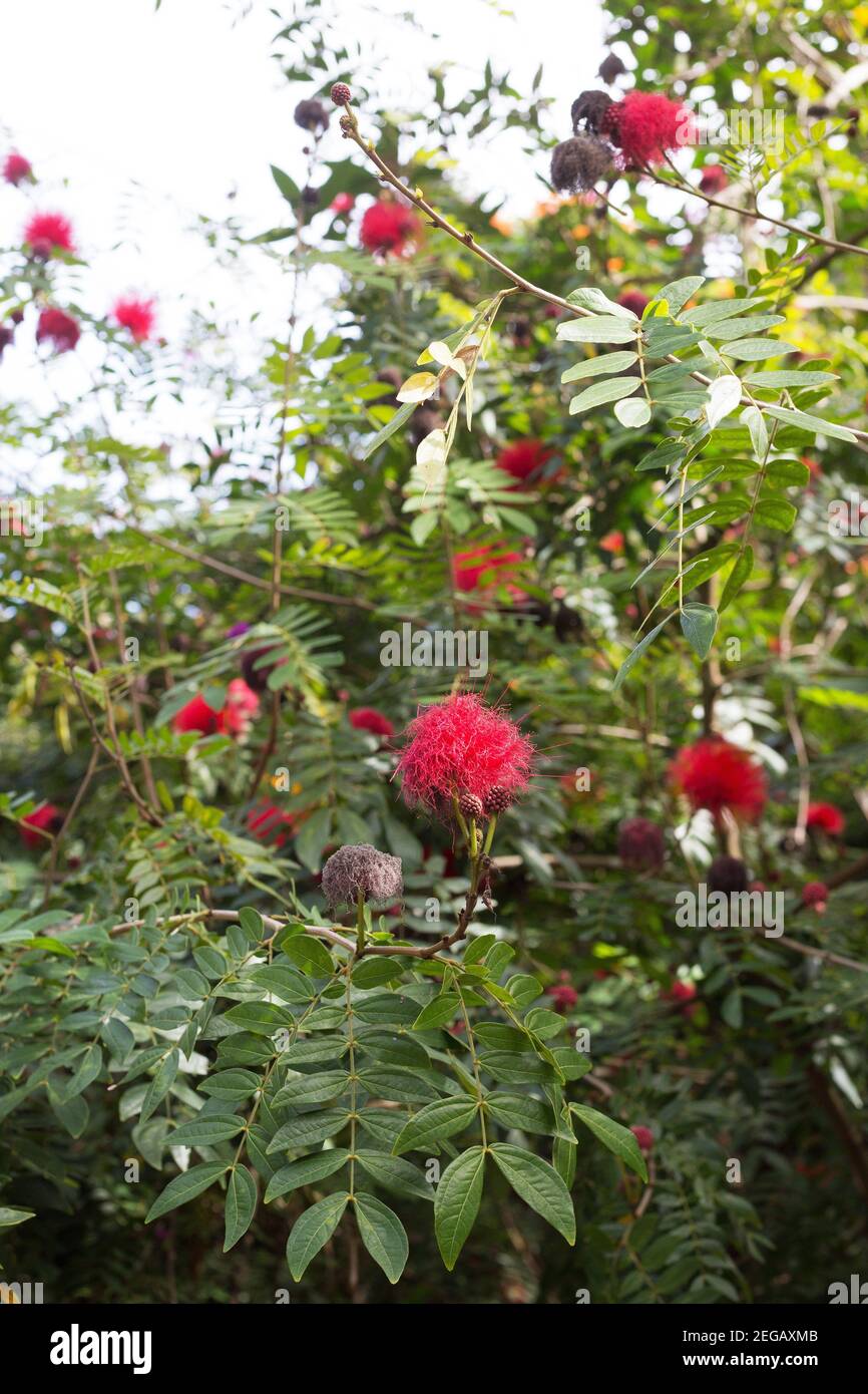 Calliandra haematocephala red powder puff tree stock photo alamy