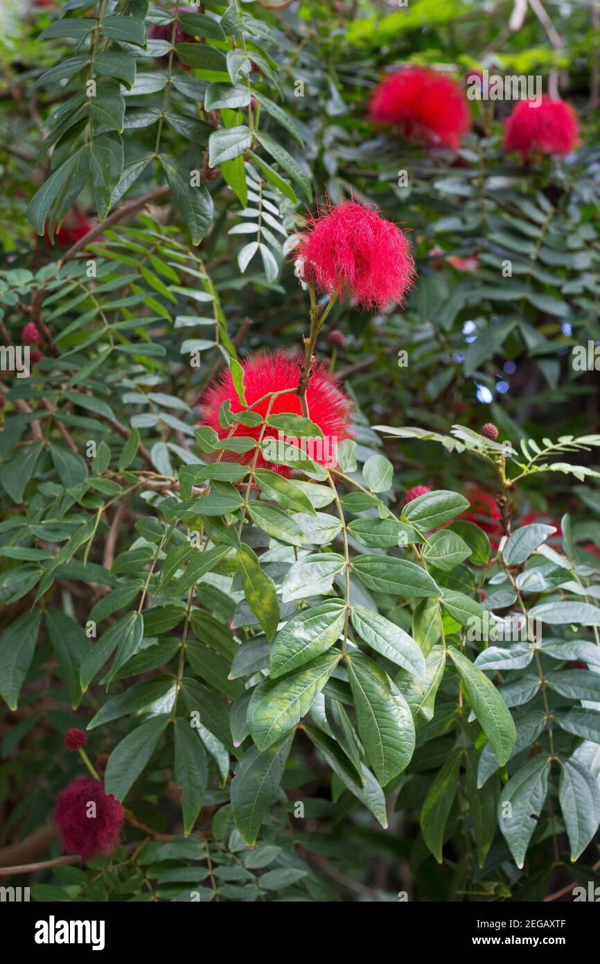 Calliandra haematocephala - red powder puff tree. Stock Photo
