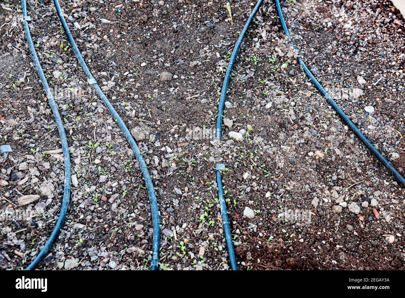 black dirty irrigation hoses lie on the ground with many small stones Stock Photo