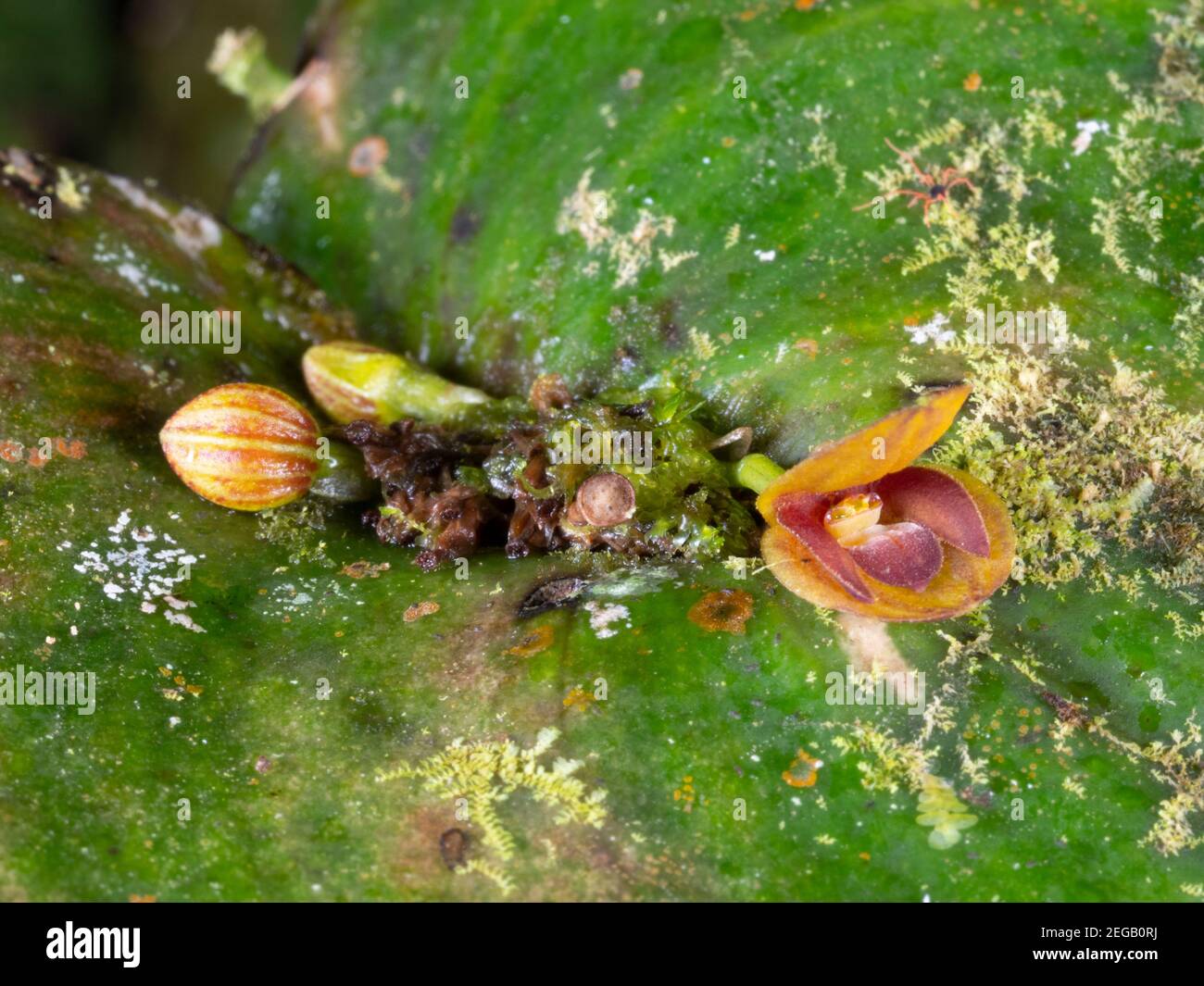 Micro orchid Pleurothallis sp. in montane rainforest in the Andes near Cosanga, Ecuador Stock Photo