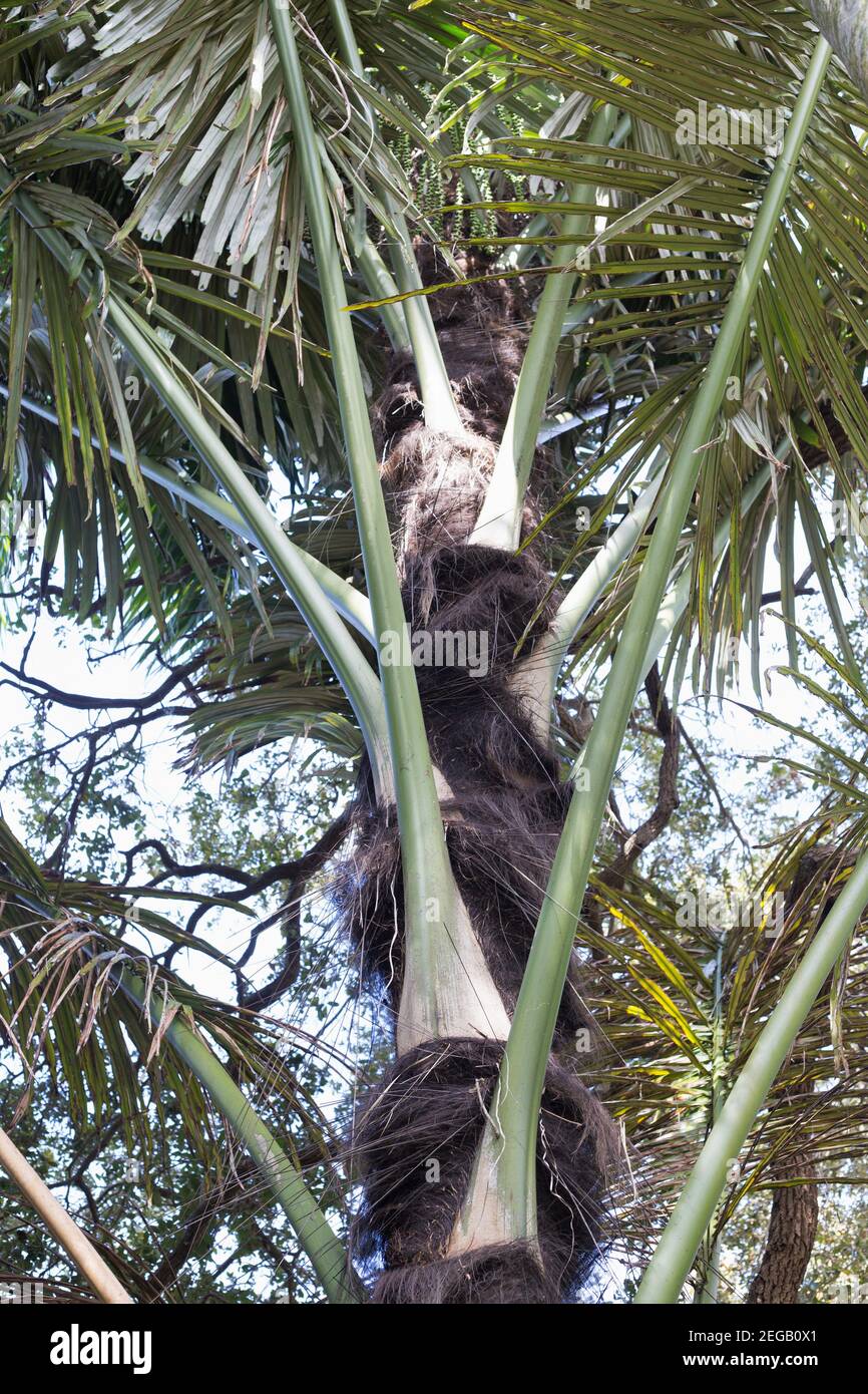 Arenga pinnata - sugar palm. Stock Photo