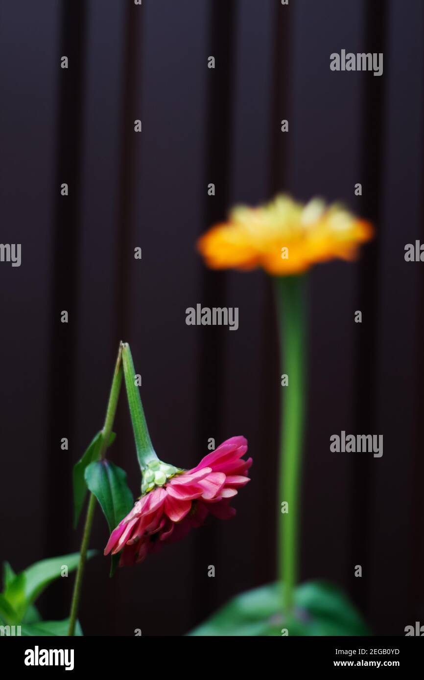 Broken flower hires stock photography and images Alamy