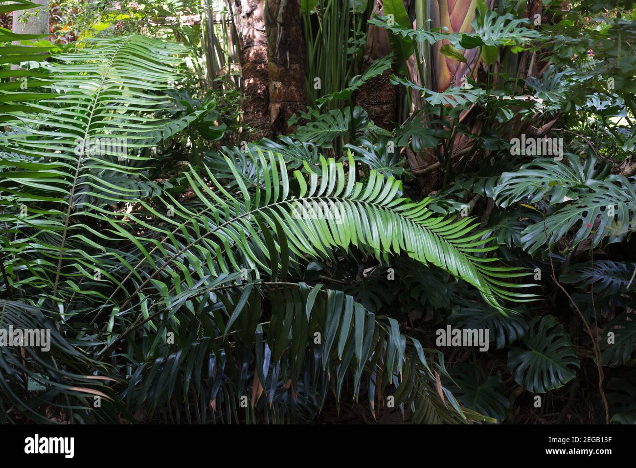 Ceratozamia robusta plant. Stock Photo