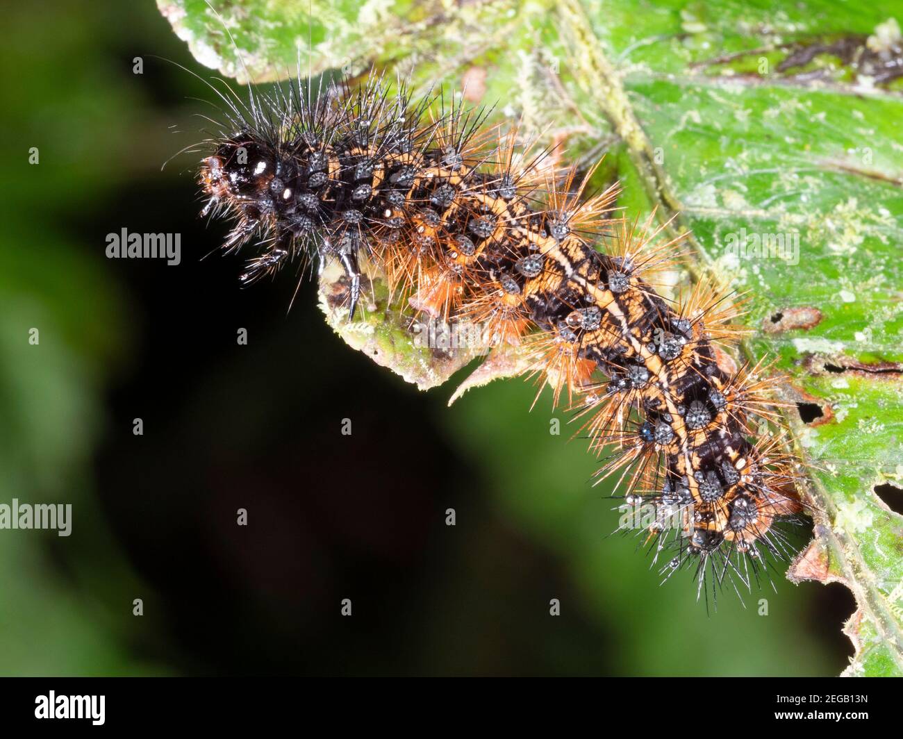 Hairy caterpillar on a leaf in montane rainforest near Cosanga, Ecuador Stock Photo
