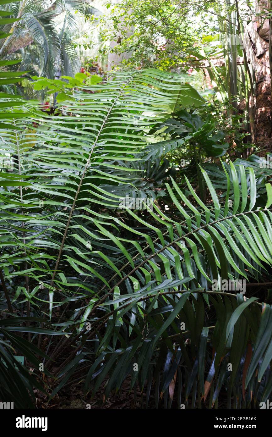 Ceratozamia robusta plant. Stock Photo