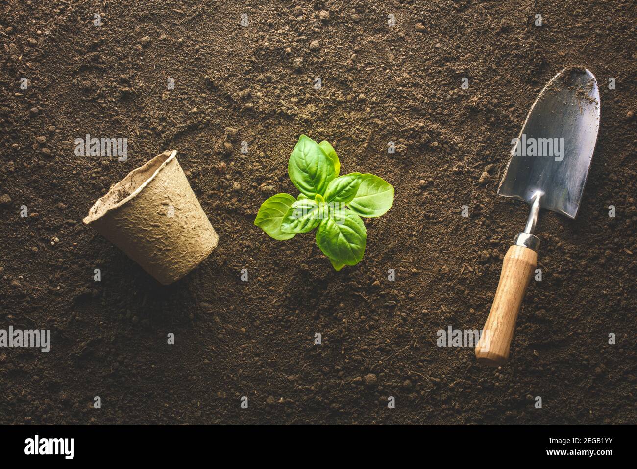 Planting basil in the vegetable garden Stock Photo