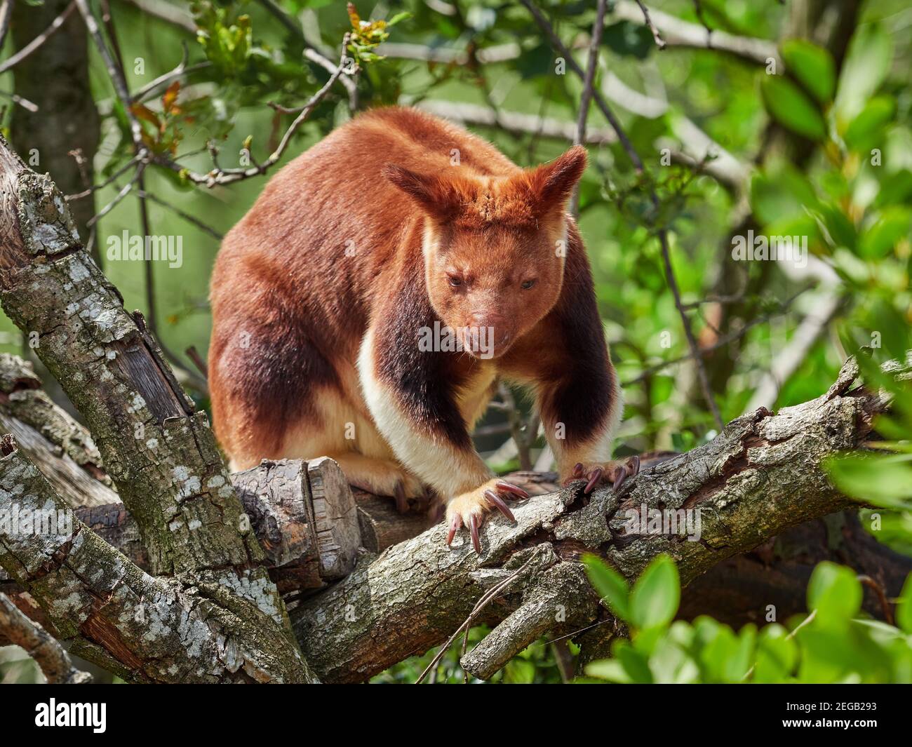 Goodfellows tree-kangaroo Stock Photo