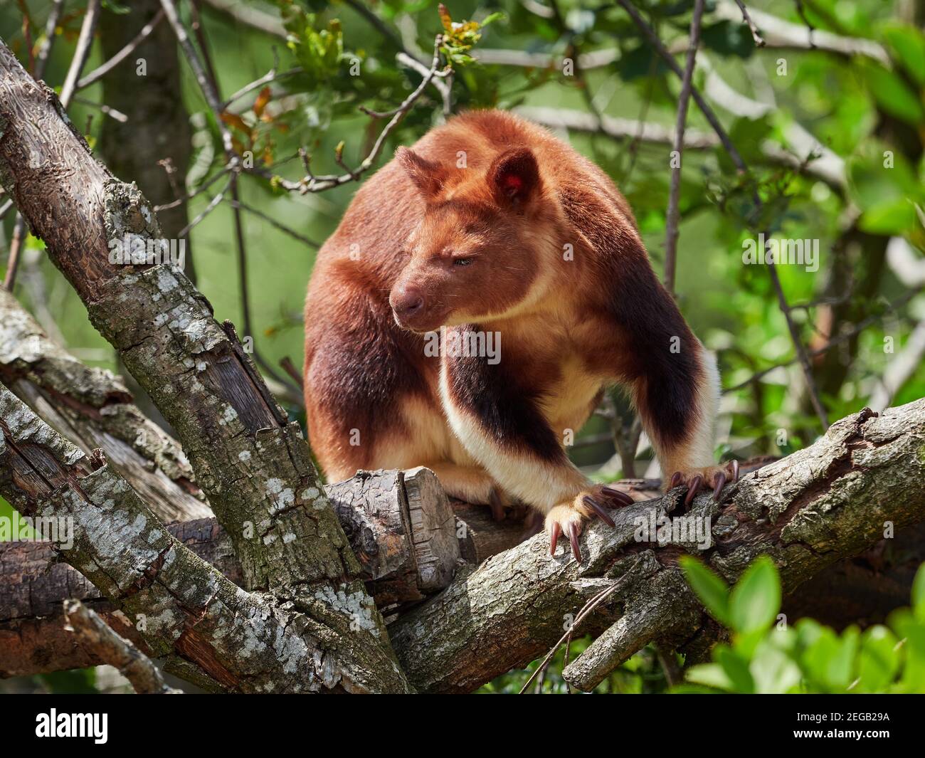 Goodfellows tree-kangaroo Stock Photo