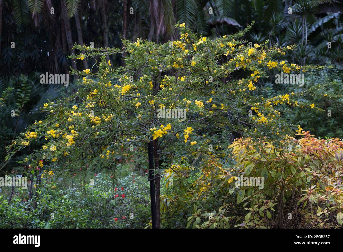Senna polyphylla - desert cacia. Stock Photo