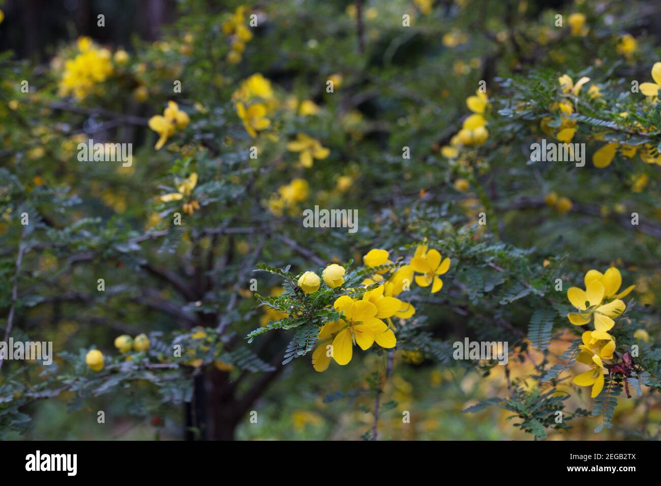Senna polyphylla - desert cacia. Stock Photo