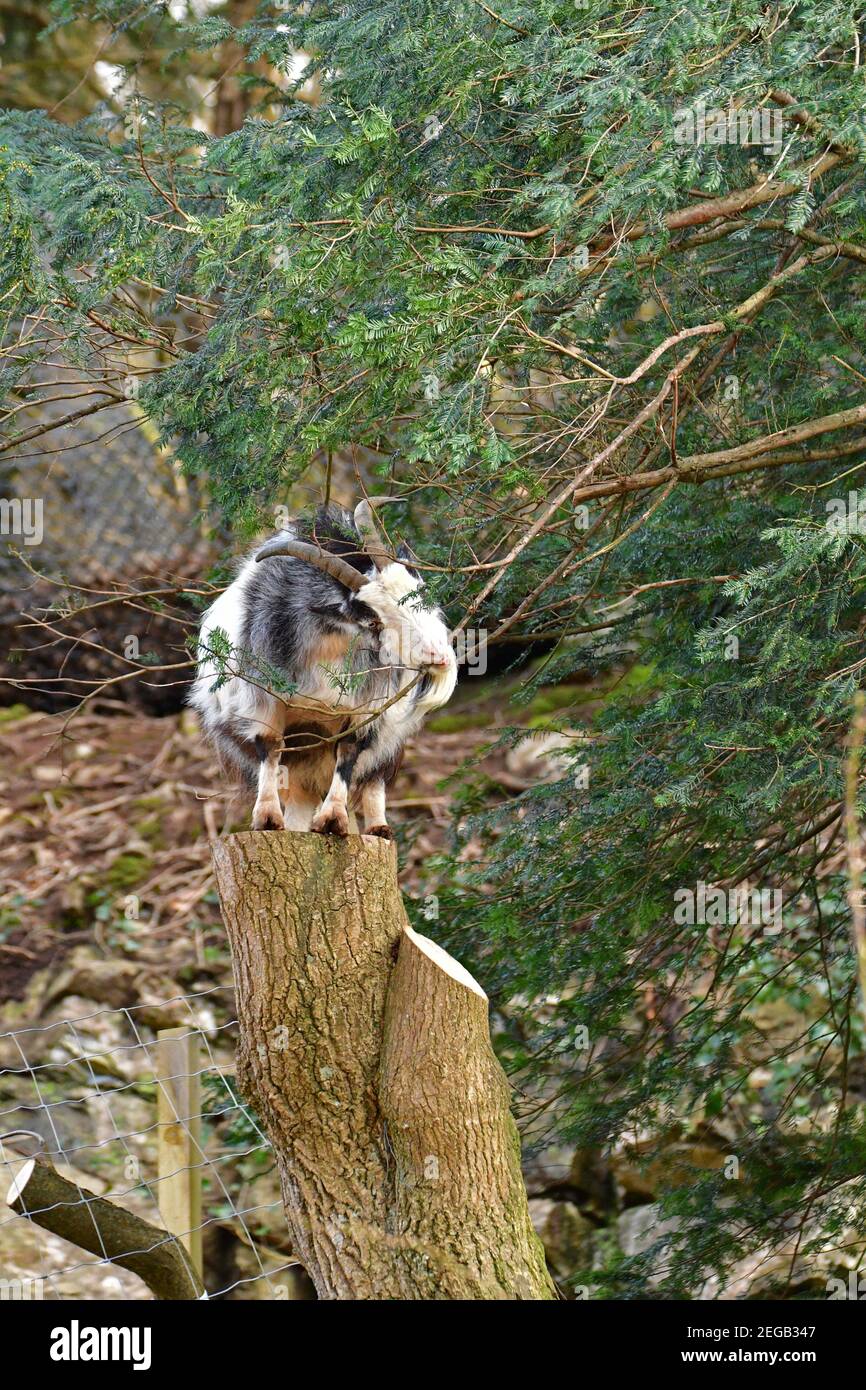 Cheddar, UK. 18th Feb, 2021. On a warm afternoon a wild goat is seen feeding on tree branches and greenery while doing a balancing act on a chopped down tree stump in the world famous Cheddar Gorge in the UK. Picture Credit: Robert Timoney/Alamy Live News Stock Photo