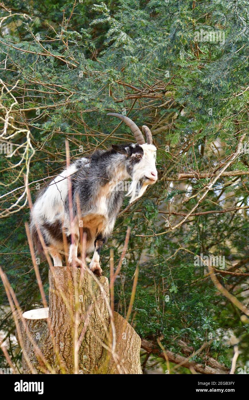 Cheddar, UK. 18th Feb, 2021. On a warm afternoon a wild goat is seen feeding on tree branches and greenery while doing a balancing act on a chopped down tree stump in the world famous Cheddar Gorge in the UK. Picture Credit: Robert Timoney/Alamy Live News Stock Photo