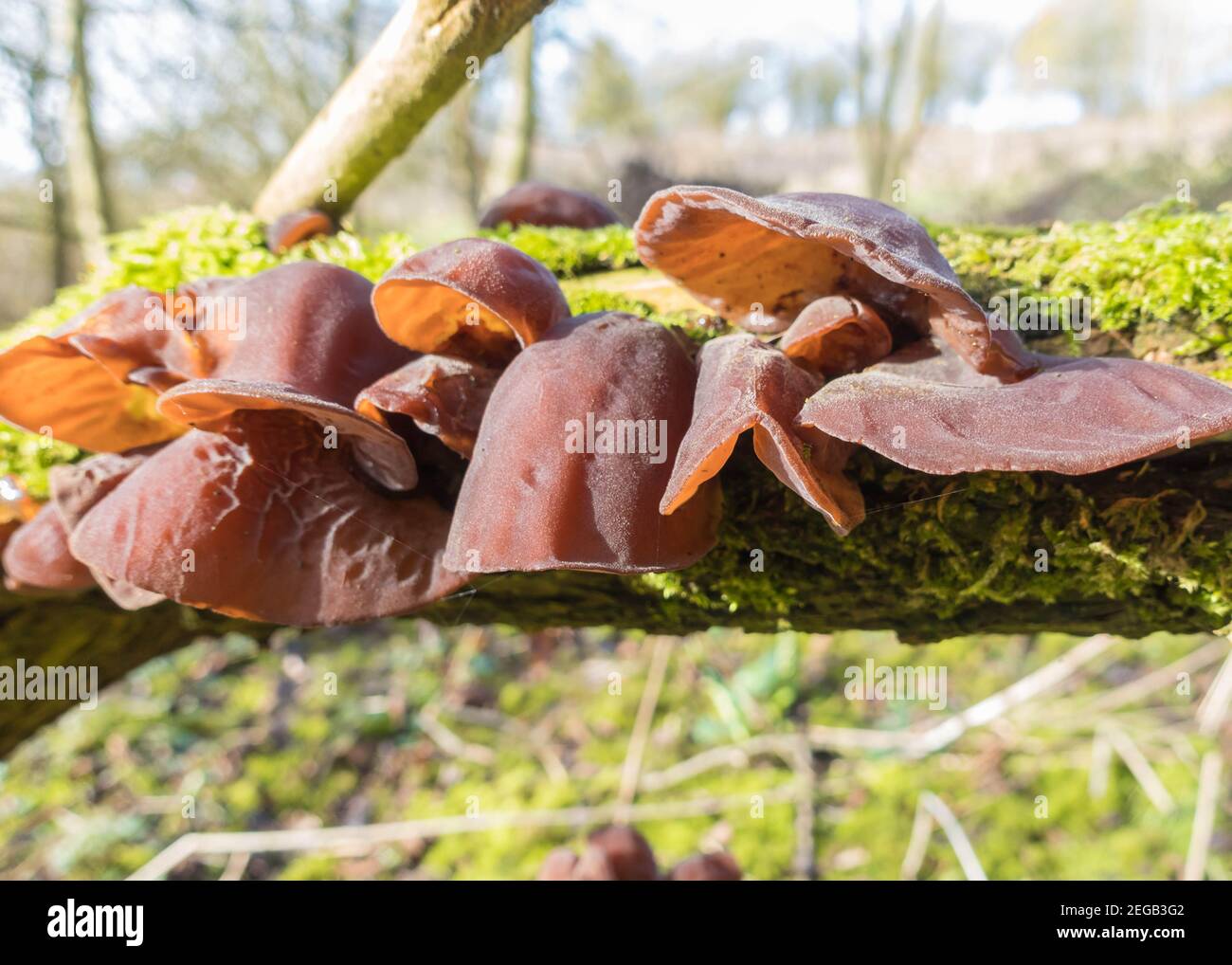 Jew,s Ear Fungi Auricularia auricula-judae (Auriculariaceae) also called Jelly ear, Wood ear, growing on moss covered decaying Elder branch. Herefords Stock Photo