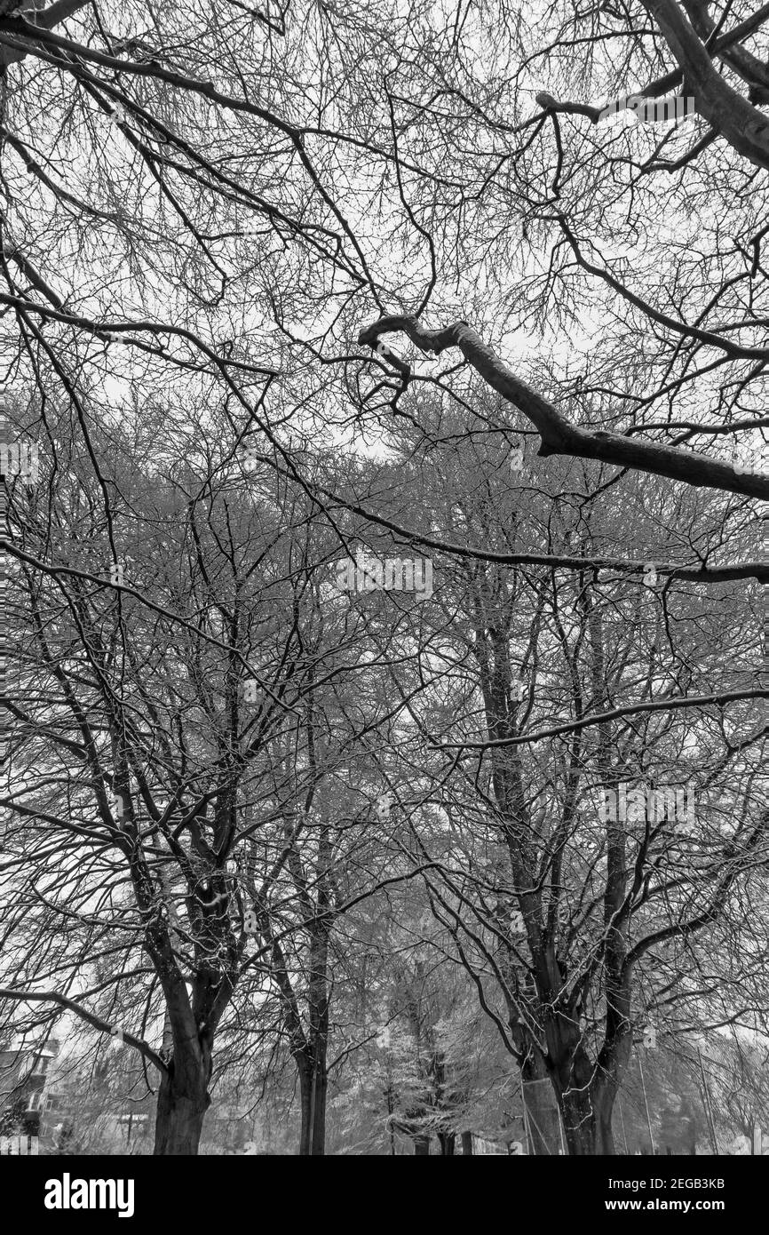 Beech treetops Black and White Stock Photos & Images - Alamy