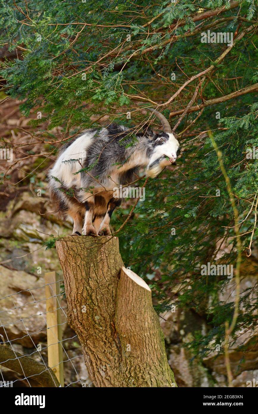 Cheddar, UK. 18th Feb, 2021. On a warm afternoon a wild goat is seen feeding on tree branches and greenery while doing a balancing act on a chopped down tree stump in the world famous Cheddar Gorge in the UK. Picture Credit: Robert Timoney/Alamy Live News Stock Photo