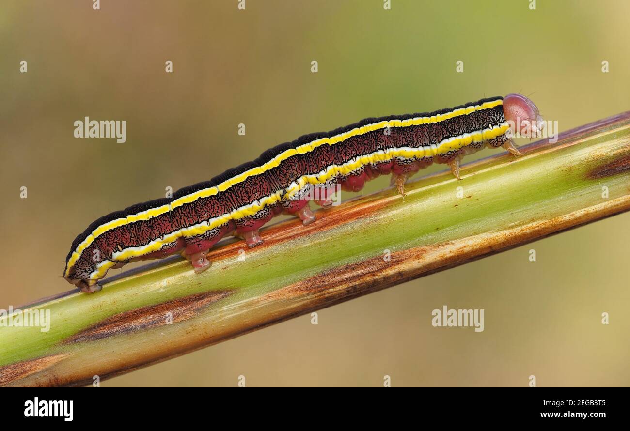 Broom Moth caterpillar (Ceramica pisi) crawling on heather stem. Tipperary, Ireland Stock Photo