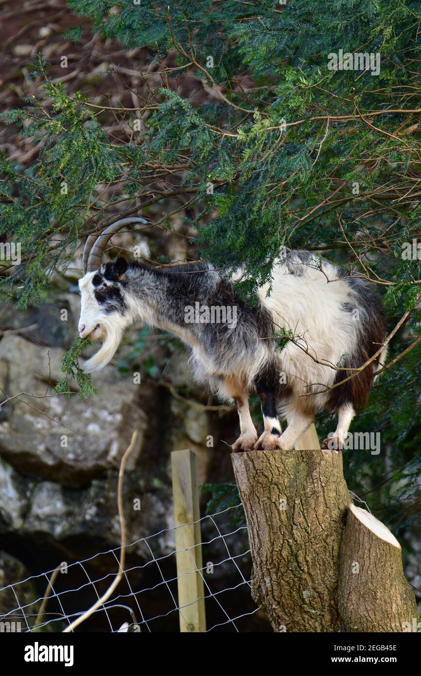 Cheddar, UK. 18th Feb, 2021. On a warm afternoon a wild goat is seen feeding on tree branches and greenery while doing a balancing act on a chopped down tree stump in the world famous Cheddar Gorge in the UK. Picture Credit: Robert Timoney/Alamy Live News Stock Photo