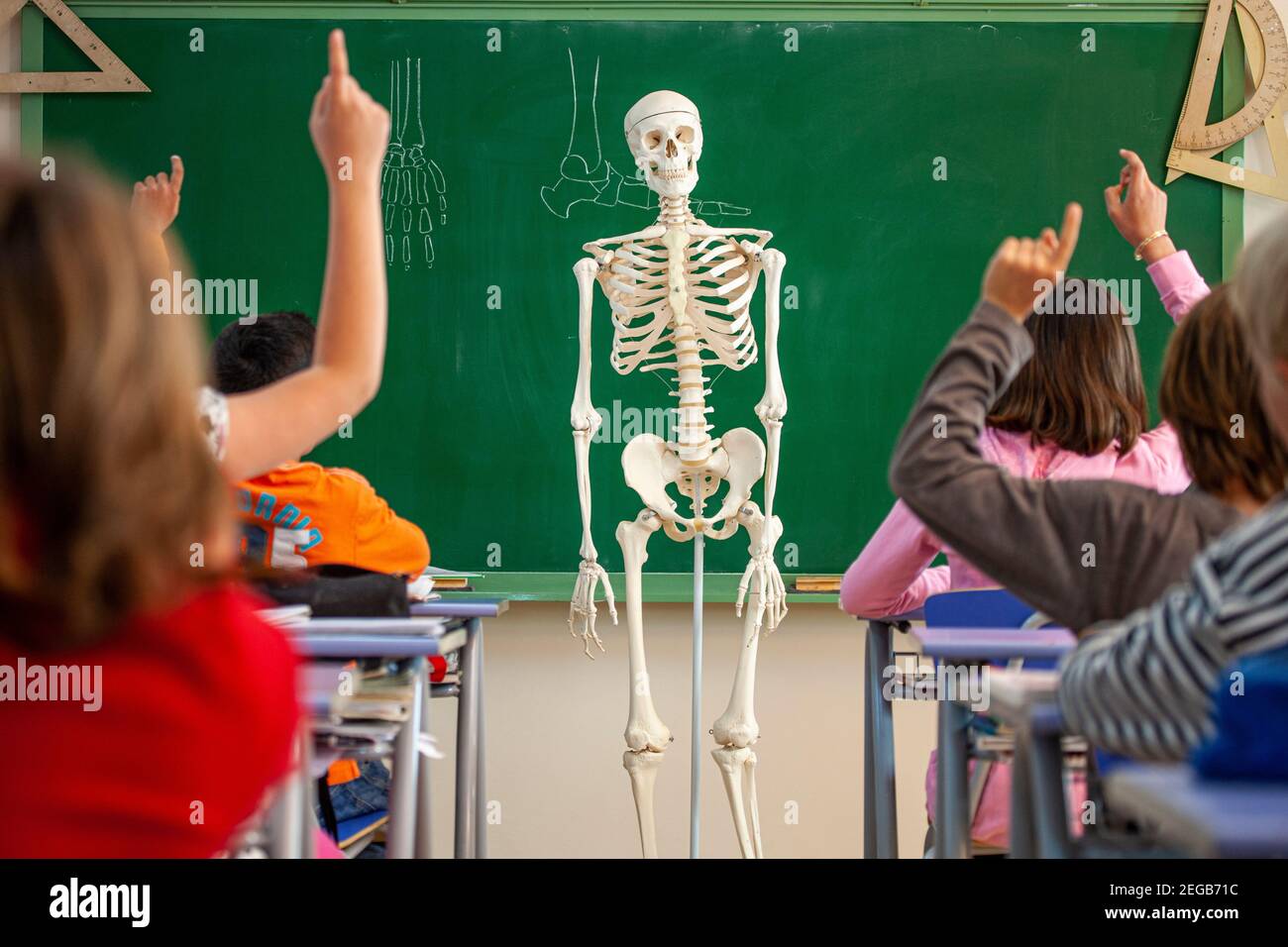 Children studying anatomy in a school classroom Stock Photo Biology Diagrams