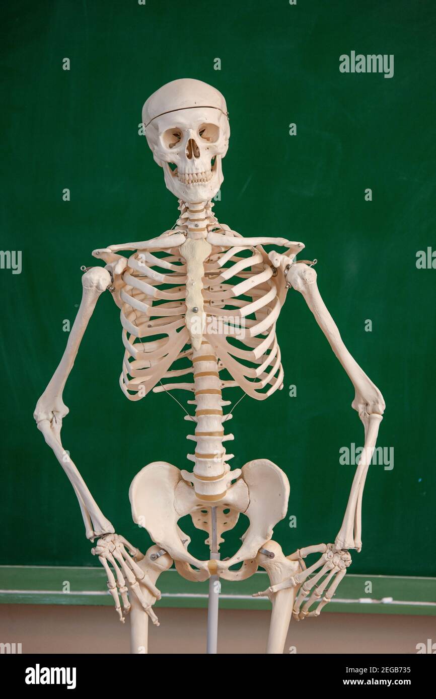 Children studying anatomy in a school classroom Stock Photo Biology Diagrams