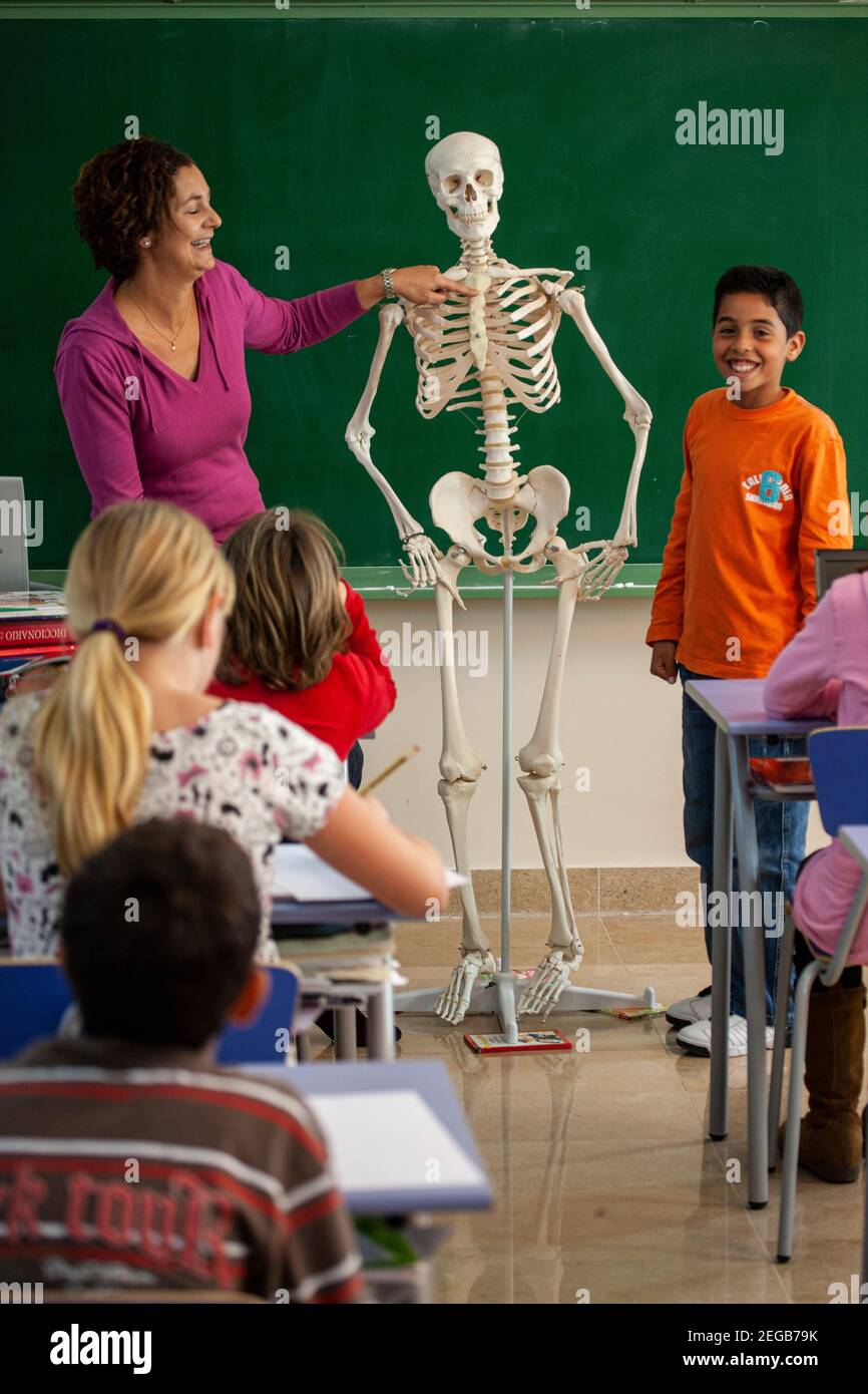 Children studying anatomy in a school classroom Stock Photo Biology Diagrams