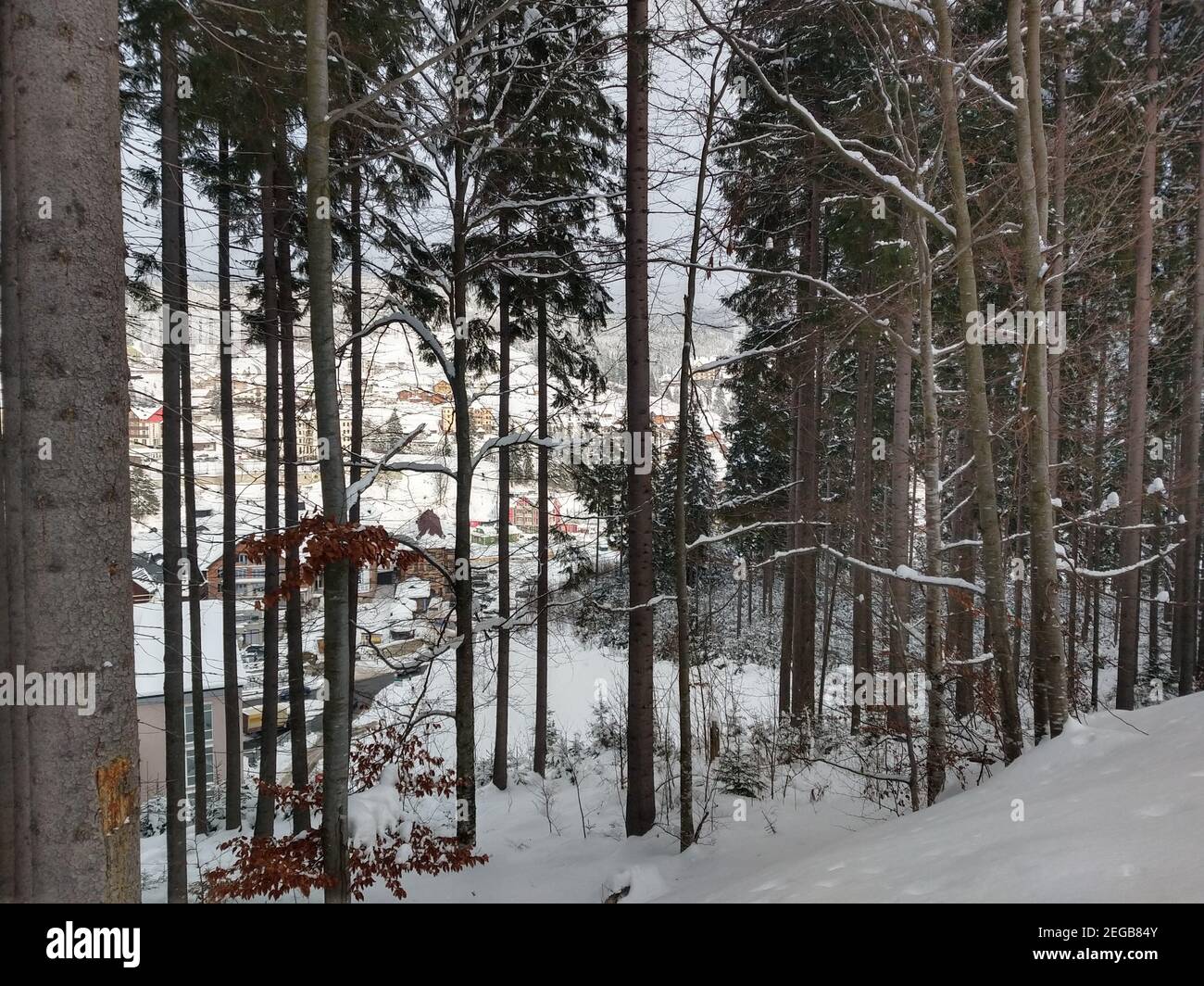 Thin tall trees covered hi-res stock photography and images - Alamy