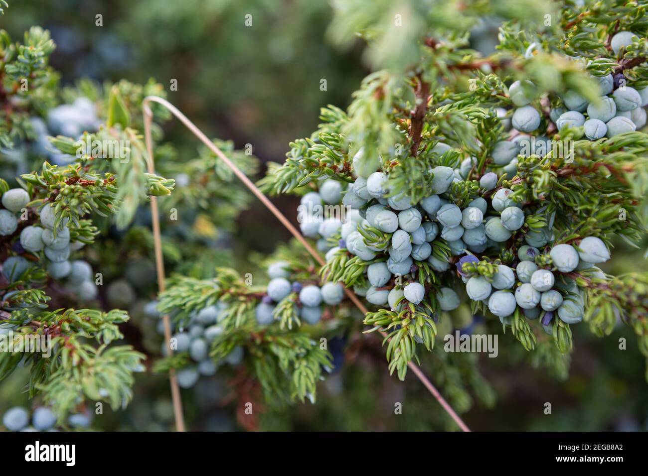 Juniper berries growing on the Vitosha Mountain, Sofia, Bulgaria Stock