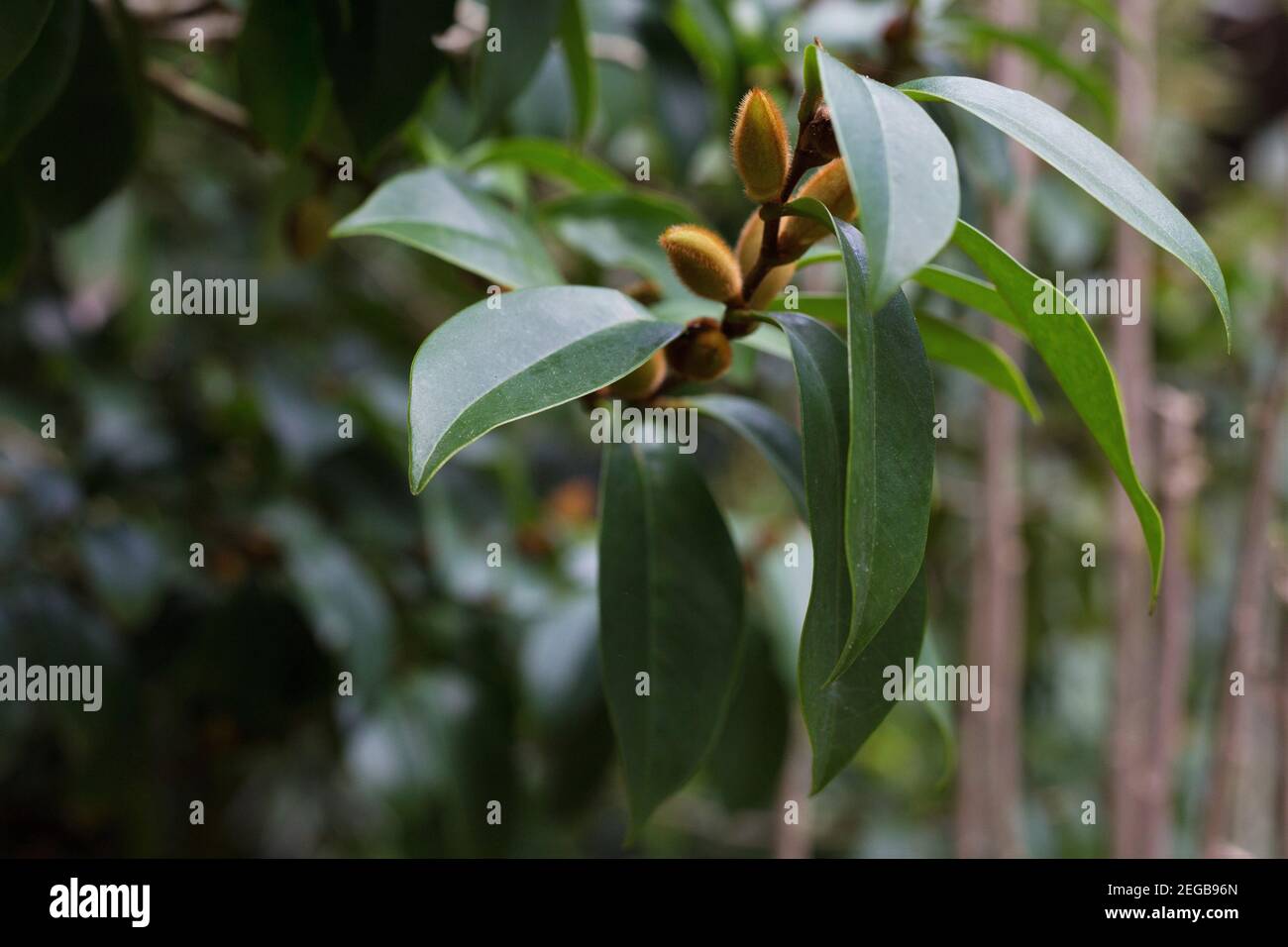 Michelia figo - banana bush. Stock Photo