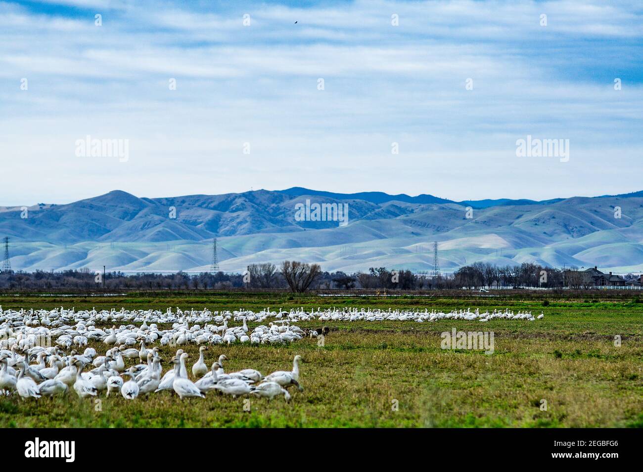 Snow and Ross's Geese graze with the Diablo mountain range in the background California USA February 2021 Stock Photo