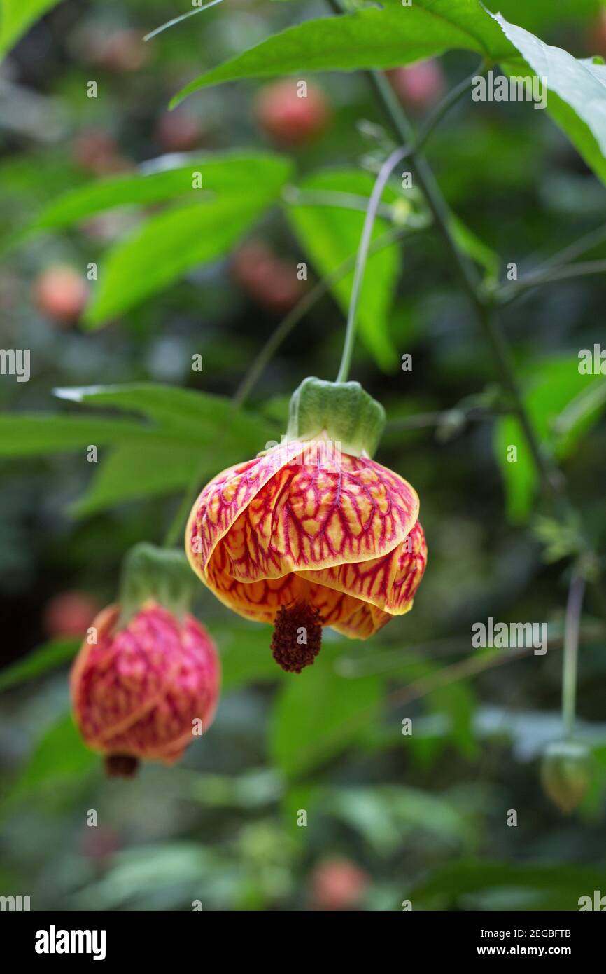 Abutilon pictum - red vein Chinese lantern. Stock Photo