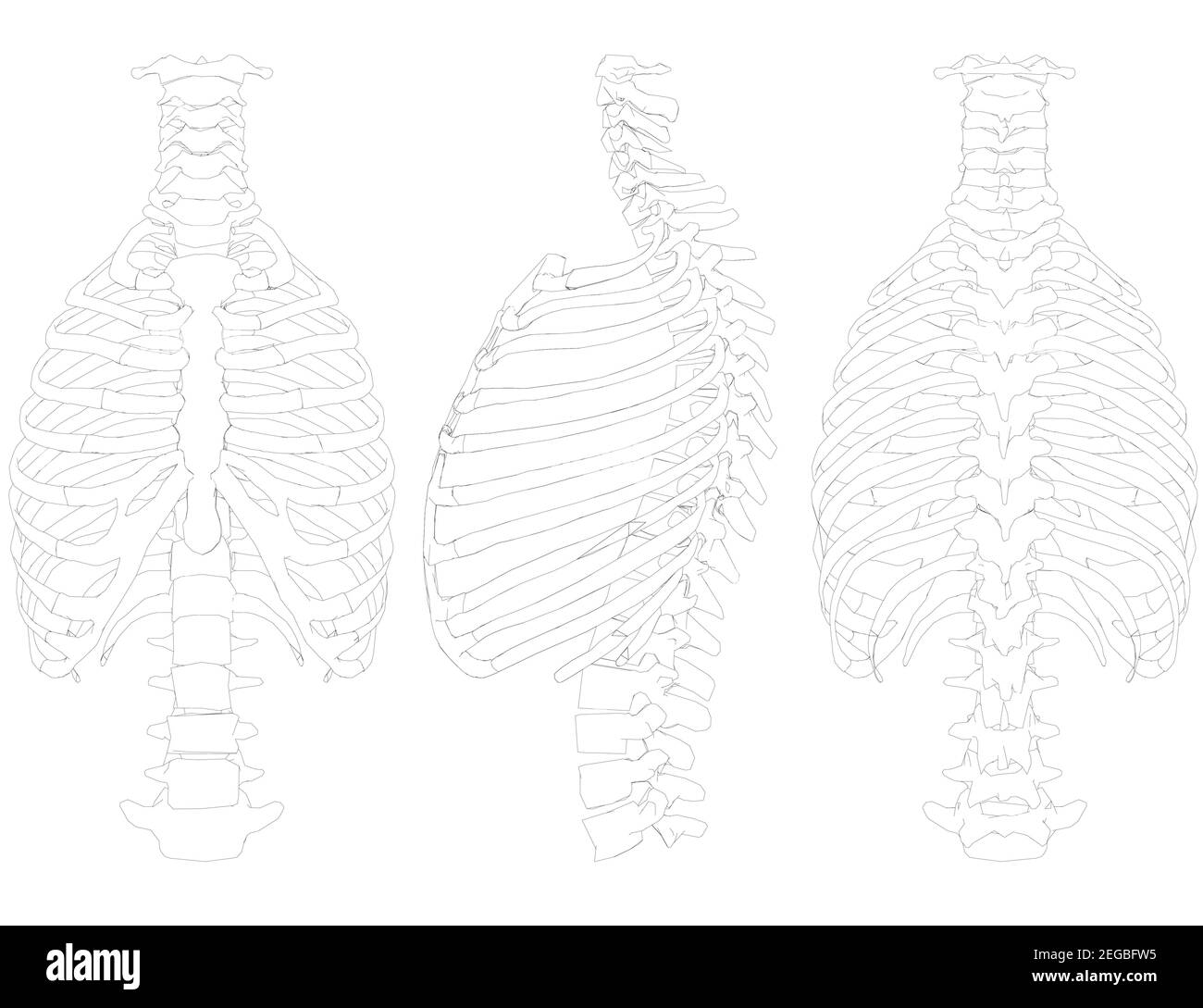 Set with the contour of the chest and human spine. Front, side, back 3D. Vector illustration. Stock Vector