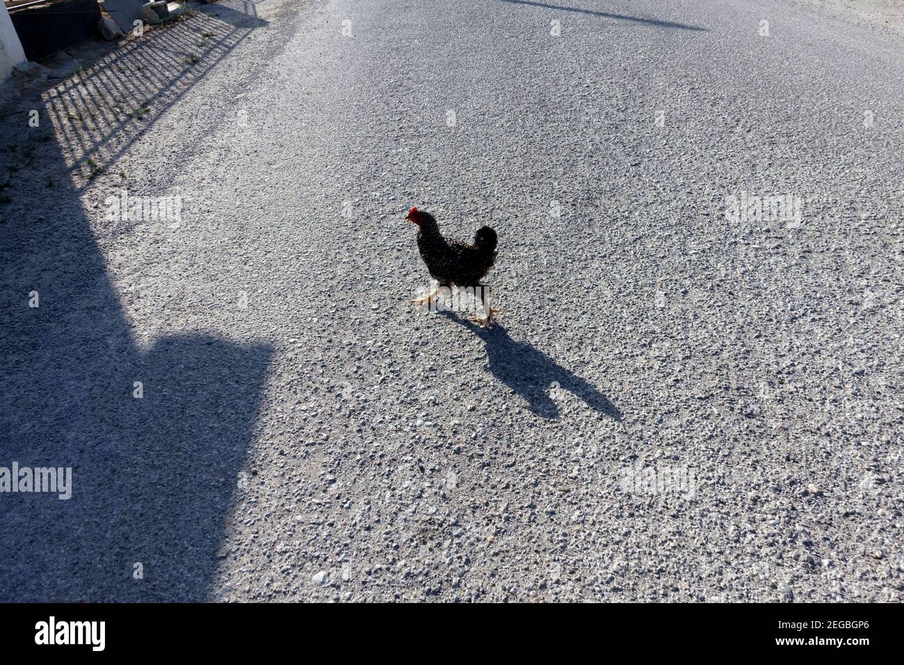 A chicken crossing the road Stock Photo